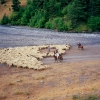 Sheep flock