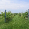 Vineyards